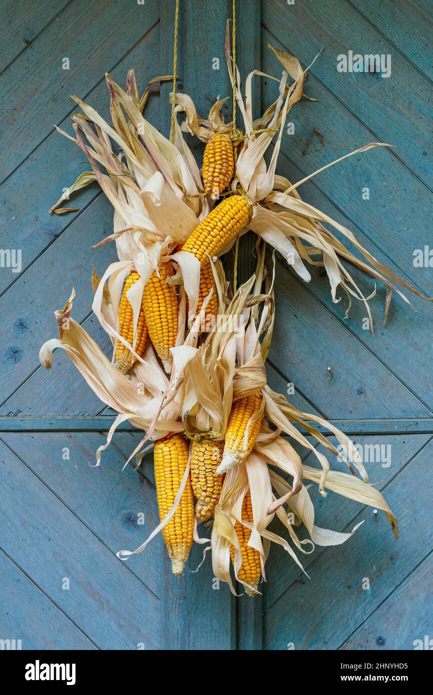 Ripe dried corn cobs hanging on wood background Stock Photo