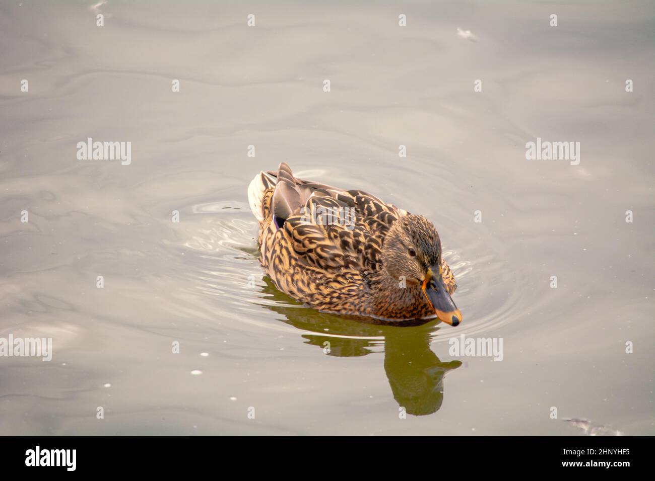 Mallard, Mallard, Mallard duck - a species of large water bird from the duck fami Stock Photo