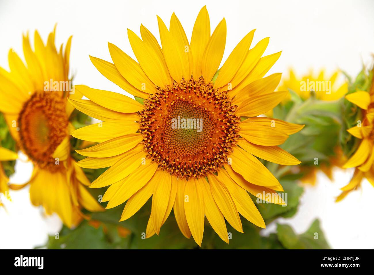 bouquet of sunflowers on a white background. isolated sunflowers Stock ...