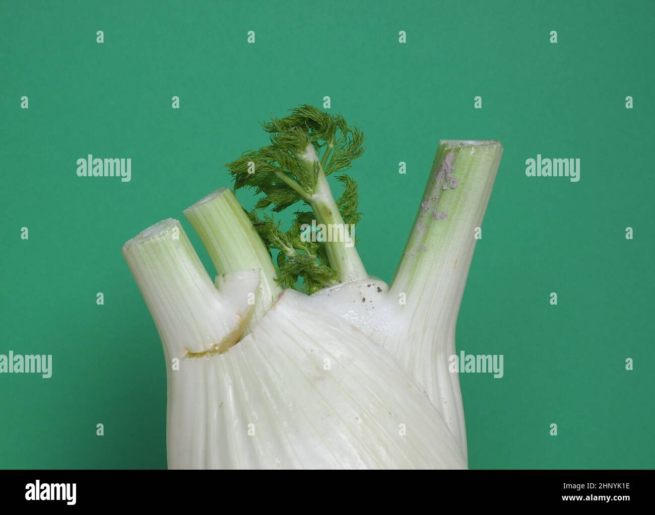 florence fennel (scientific name Foeniculum vulgare aka finocchio) vegetables vegetarian food