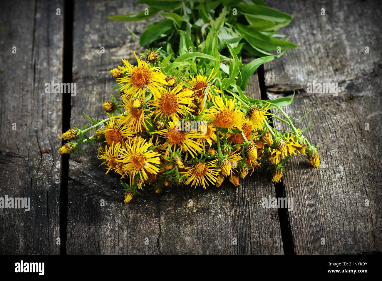 Inula helenium or horse-heal or elfdock yellow flowers with green on wooden background. Medical plant contains a lot of essential oils, saponins, inul Stock Photo