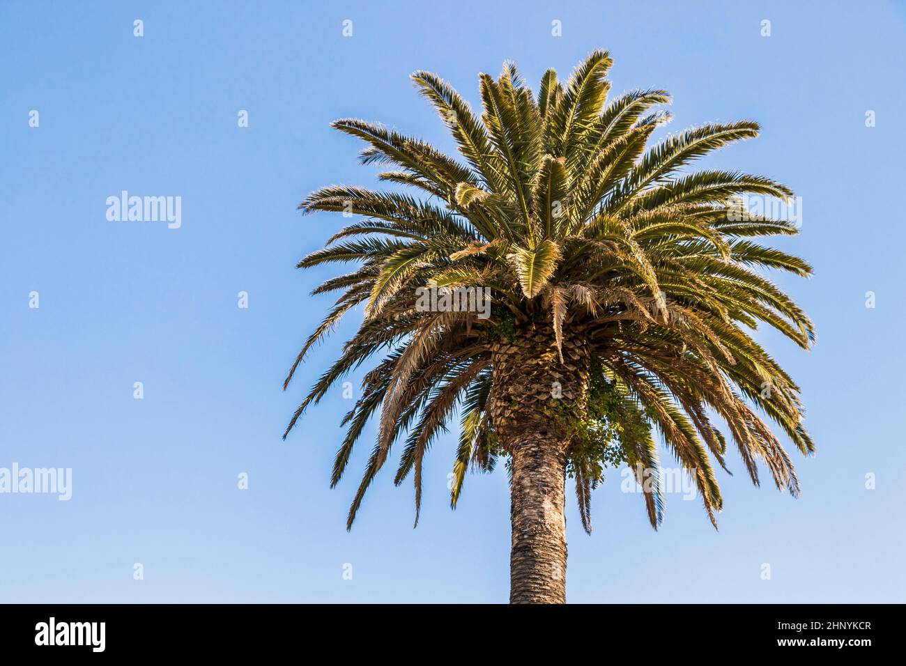 Palm trees in Cape Town, South Africa. Crown of a palm. Palm leaves
