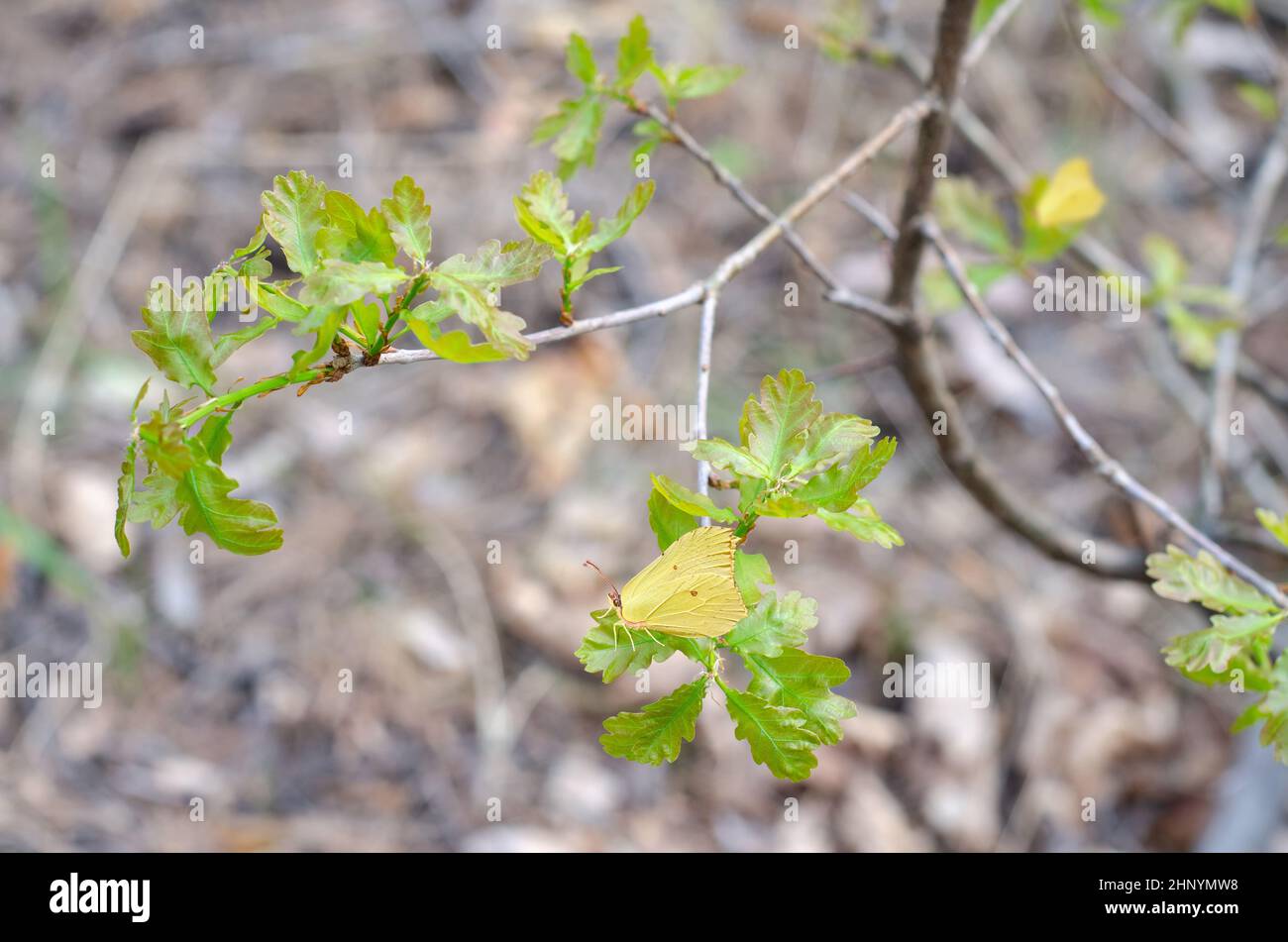 Bright green young oak leaves in spring, on branches with perched yellow butterfly and defocused background. Selective focus Stock Photo