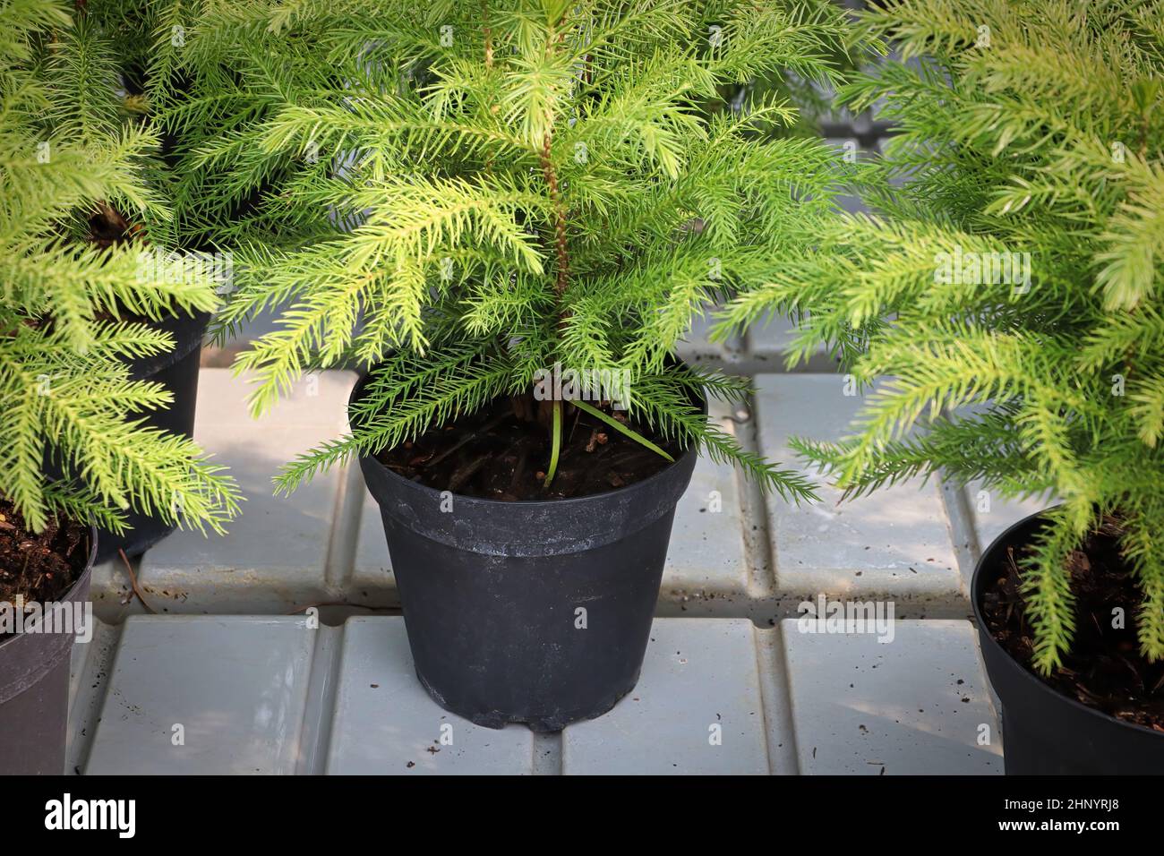 Closeup of a green potted norfolk pine plant. Stock Photo