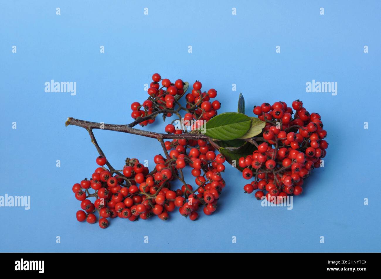 Cotoneaster fruit on a blue background Stock Photo