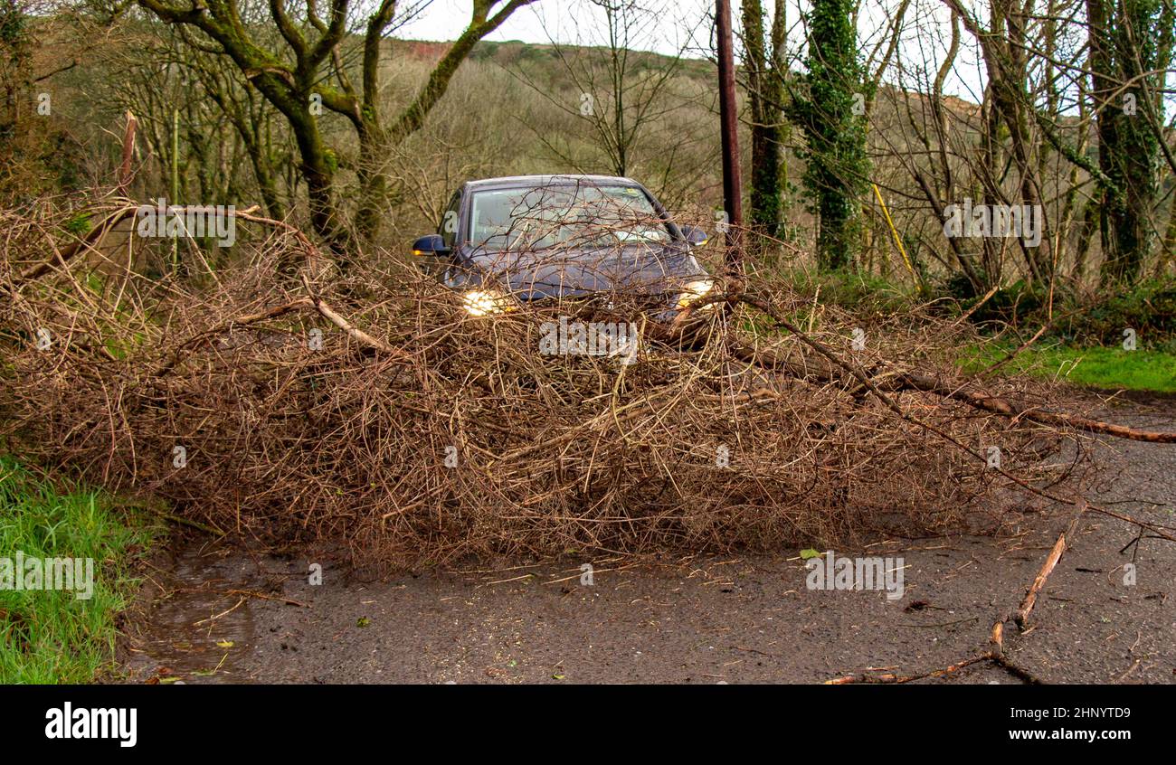 Fallen tree from winter gales blocking road Stock Photo