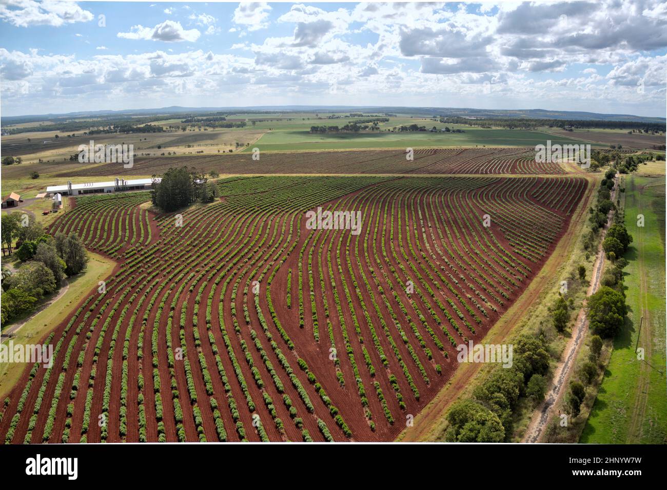 Aerial of cultivated Duboisia or corkwood trees used in the pharmaceutical industry as a pre-surgical muscle relaxant. Stock Photo