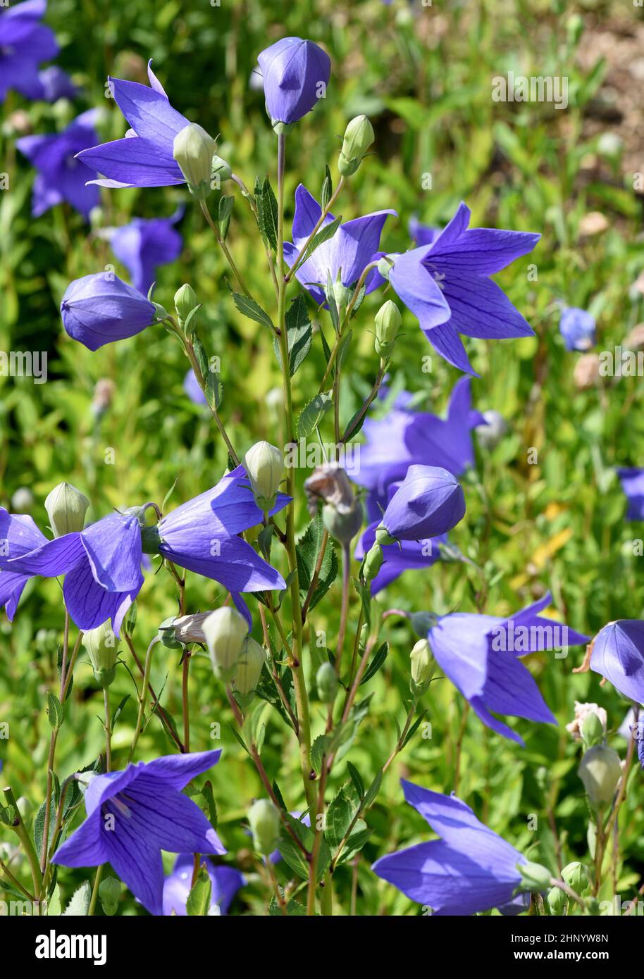 Wüstenrose Zwiebel - Trockenresistent & Pflegeleicht