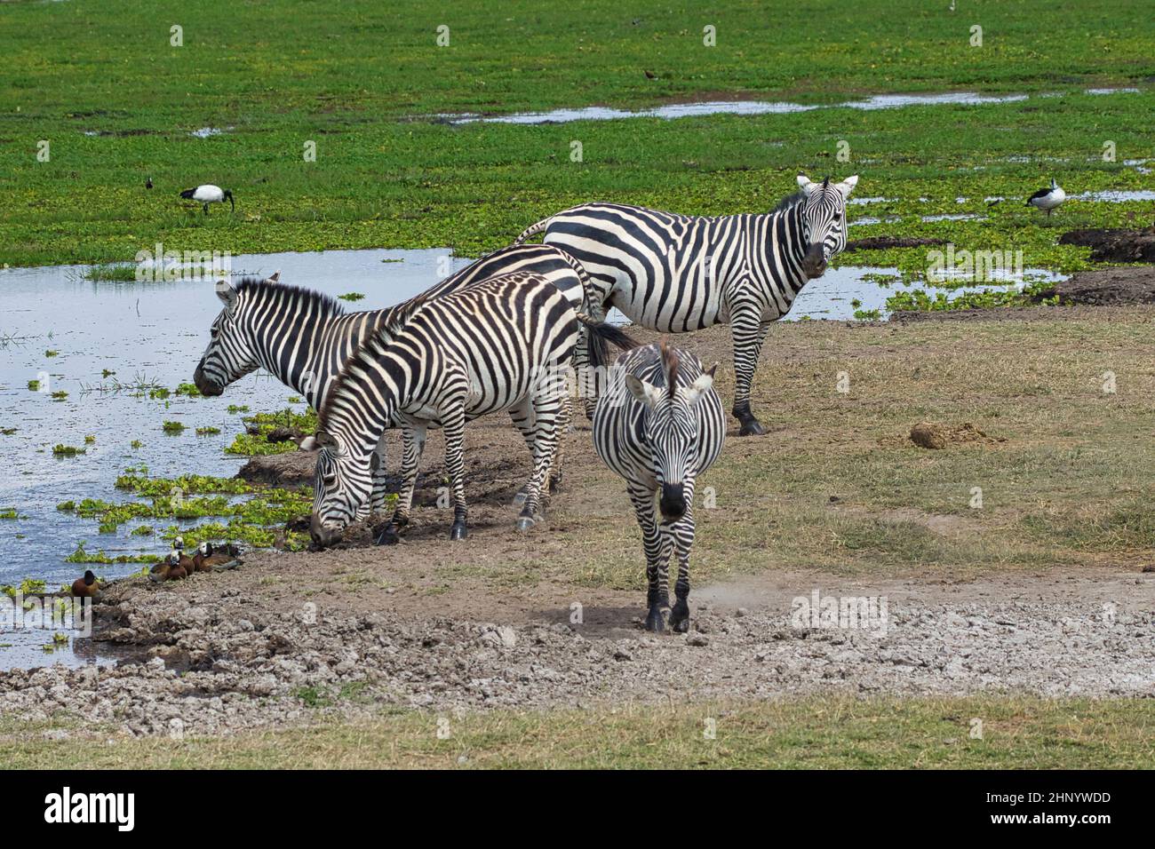 Four plains zebras, Equus quagga, at a waterhole in Amboseli National Park in Kenya. Stock Photo