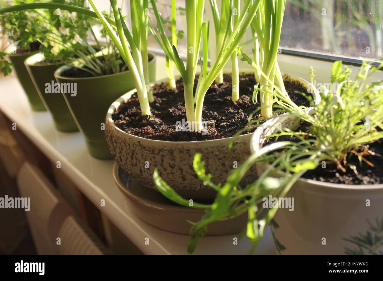 Young seedling growing in pot on windowsill ,indoor Stock Photo - Alamy