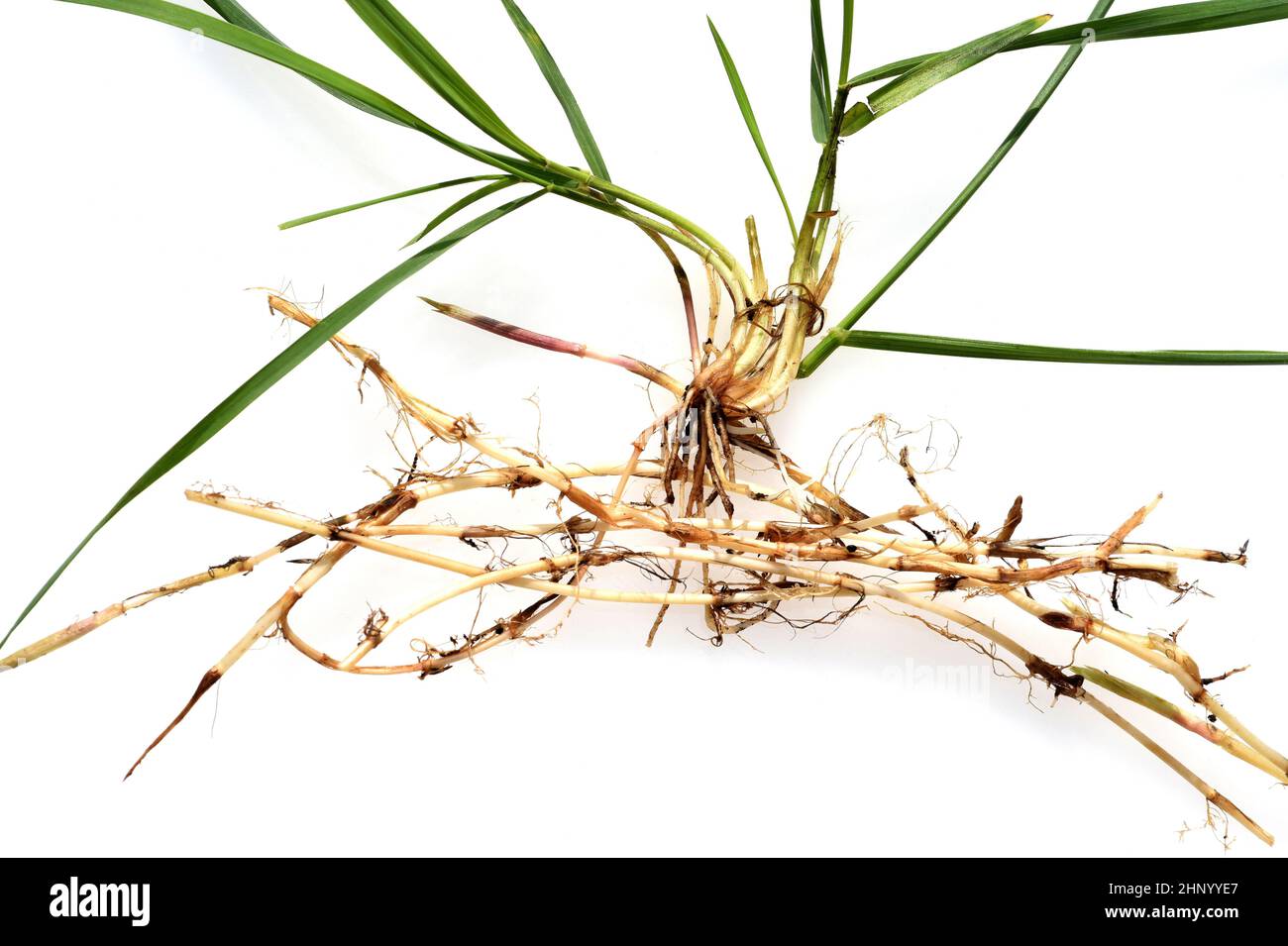 Couch, Agropyron repens, is an important medicinal and medicinal plant