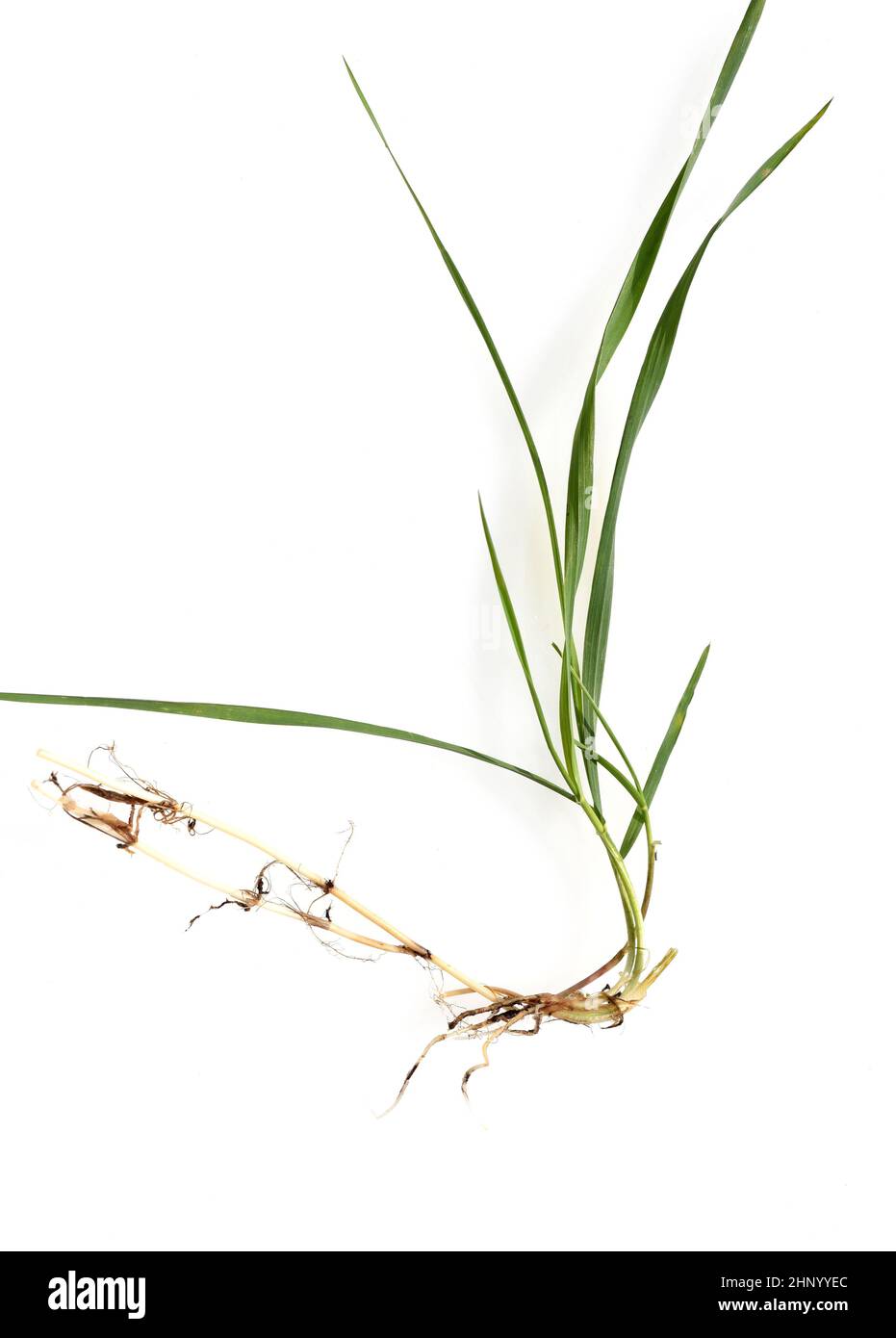 Couch, Agropyron repens, is an important medicinal and medicinal plant
