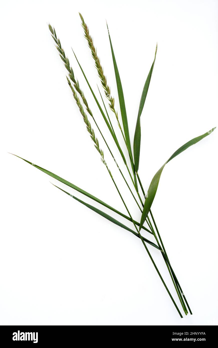 Couch, Agropyron repens, is an important medicinal and medicinal plant