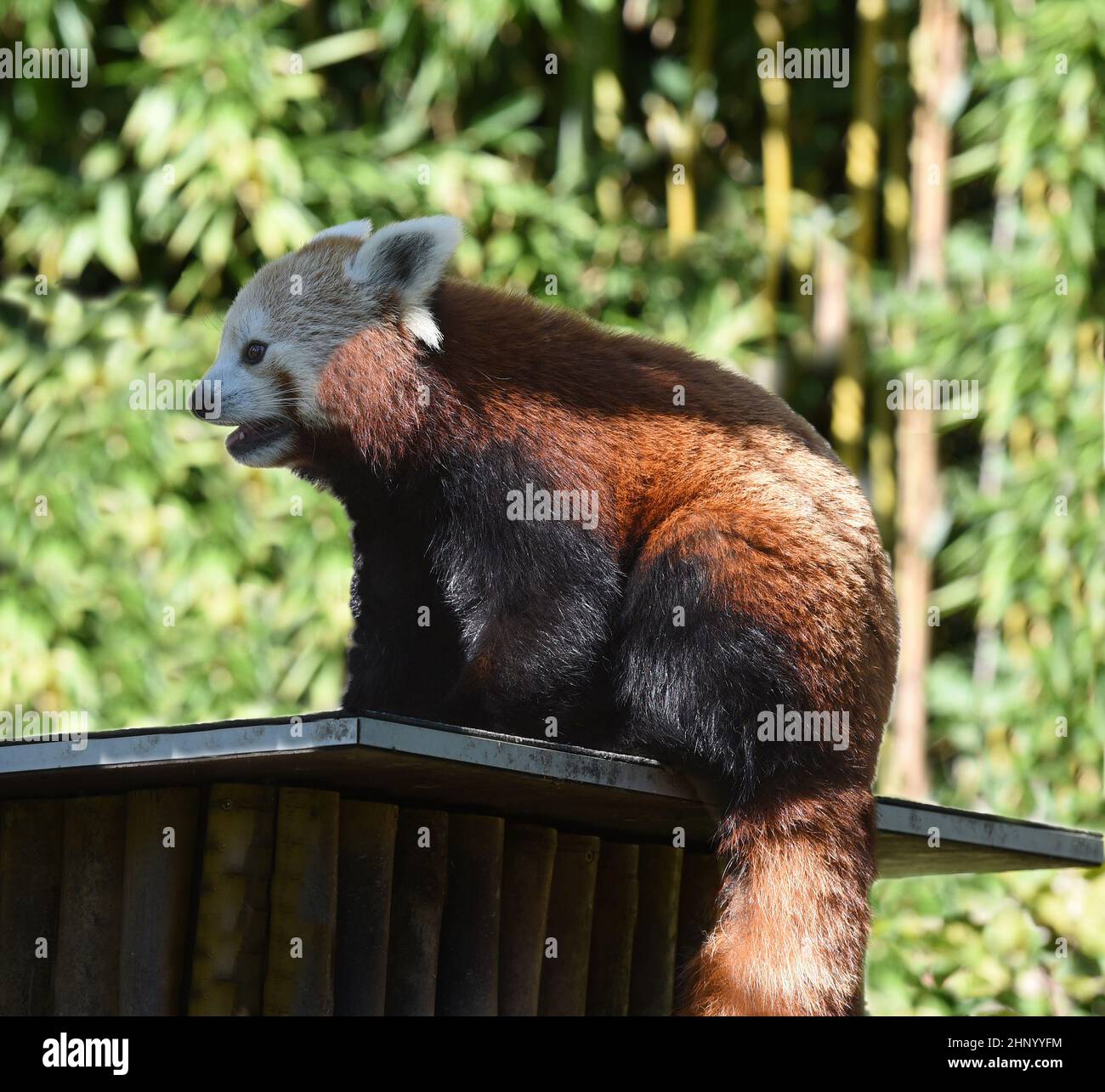 Lesser panda, Ailurus fulgens, is a rare species of panda bear in Asia ...