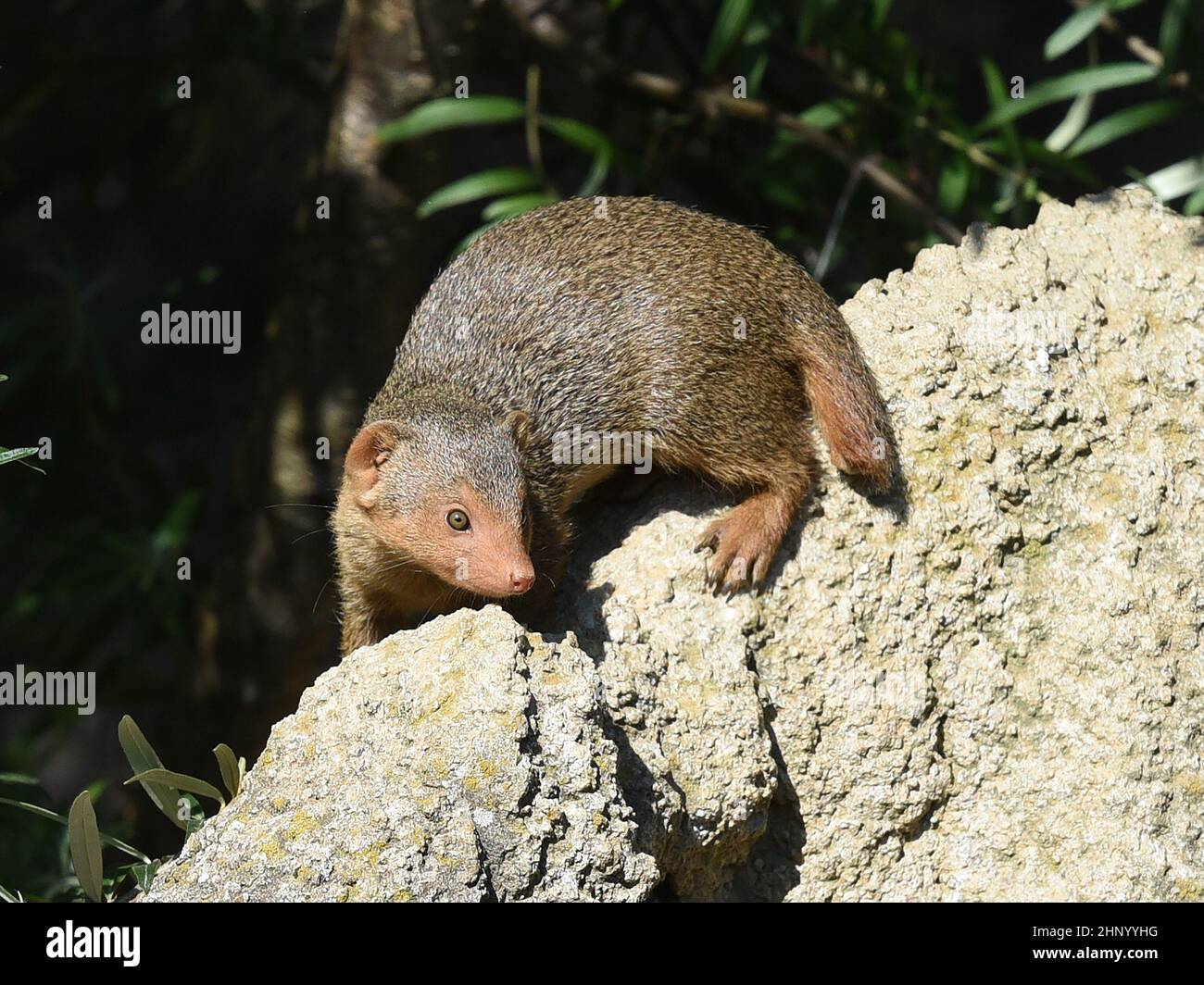 Dwarf mongoose; Helogale parvula belong to the mongooses and live in  earthworks in Africa Stock Photo - Alamy