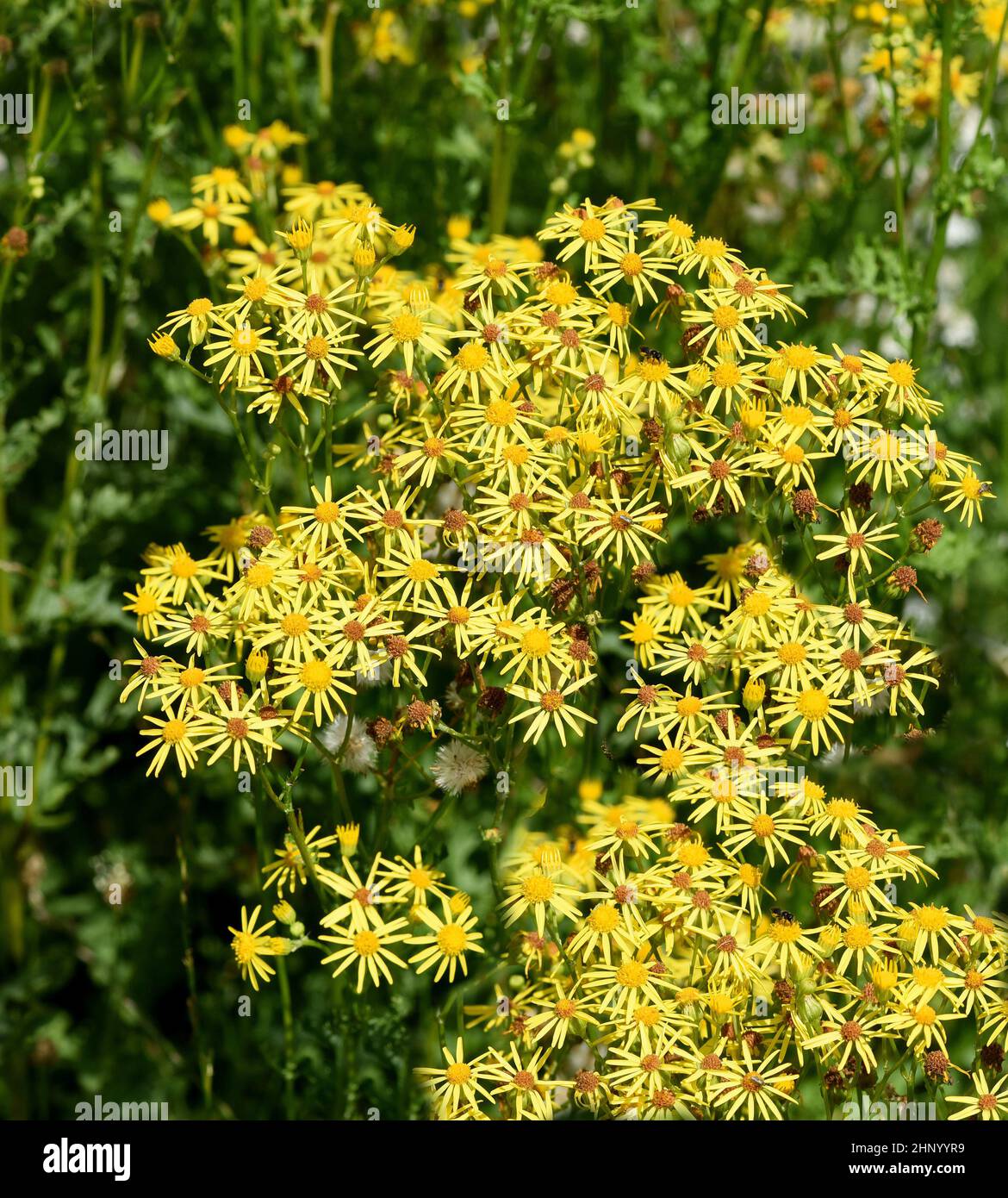 Jacobs ragwort, Senecio jacobeae, is a weed and a poisonous plant and very poisonous especially for grazing animals. Stock Photo
