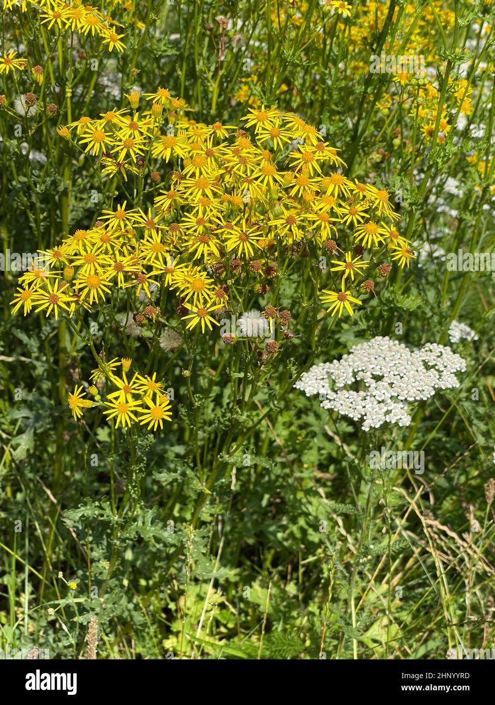 Jacobs ragwort, Senecio jacobeae, is a weed and a poisonous plant and very poisonous especially for grazing animals. Stock Photo
