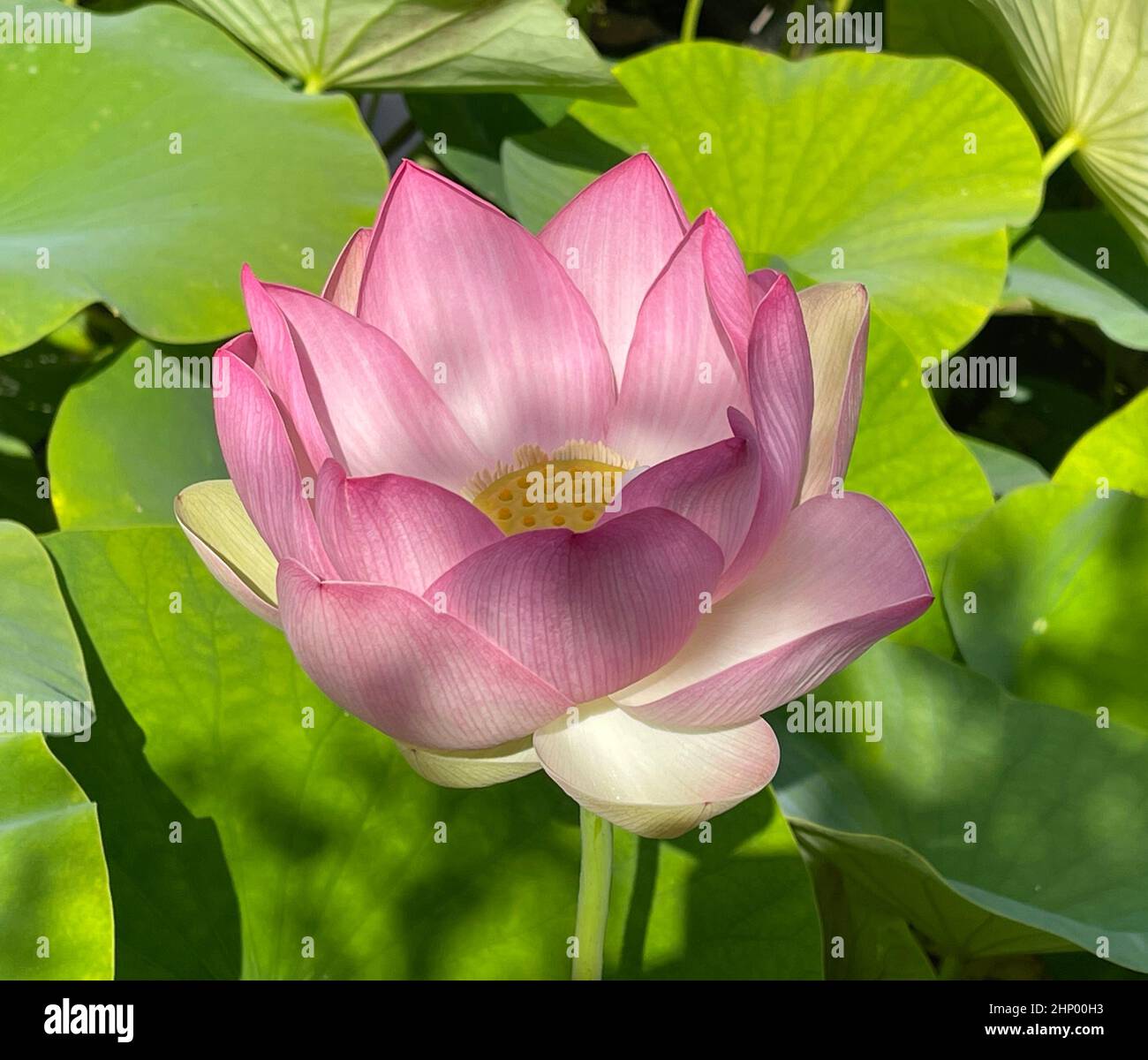 The lotus flower, Lotus nucifera, is a beautiful Indian water and