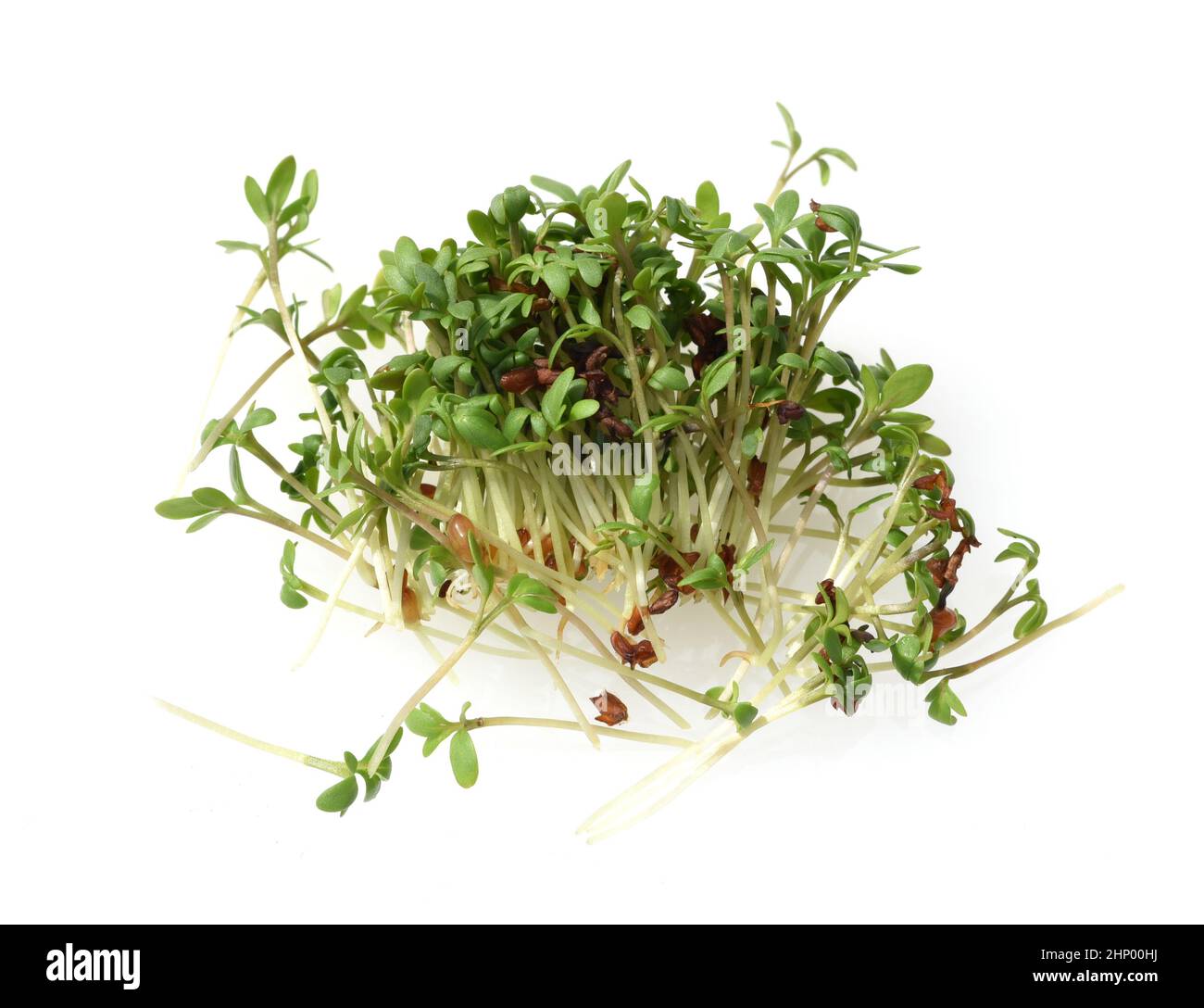 Cress, seedling, Lepidium sativum, is an important medicinal and medicinal plant. Stock Photo