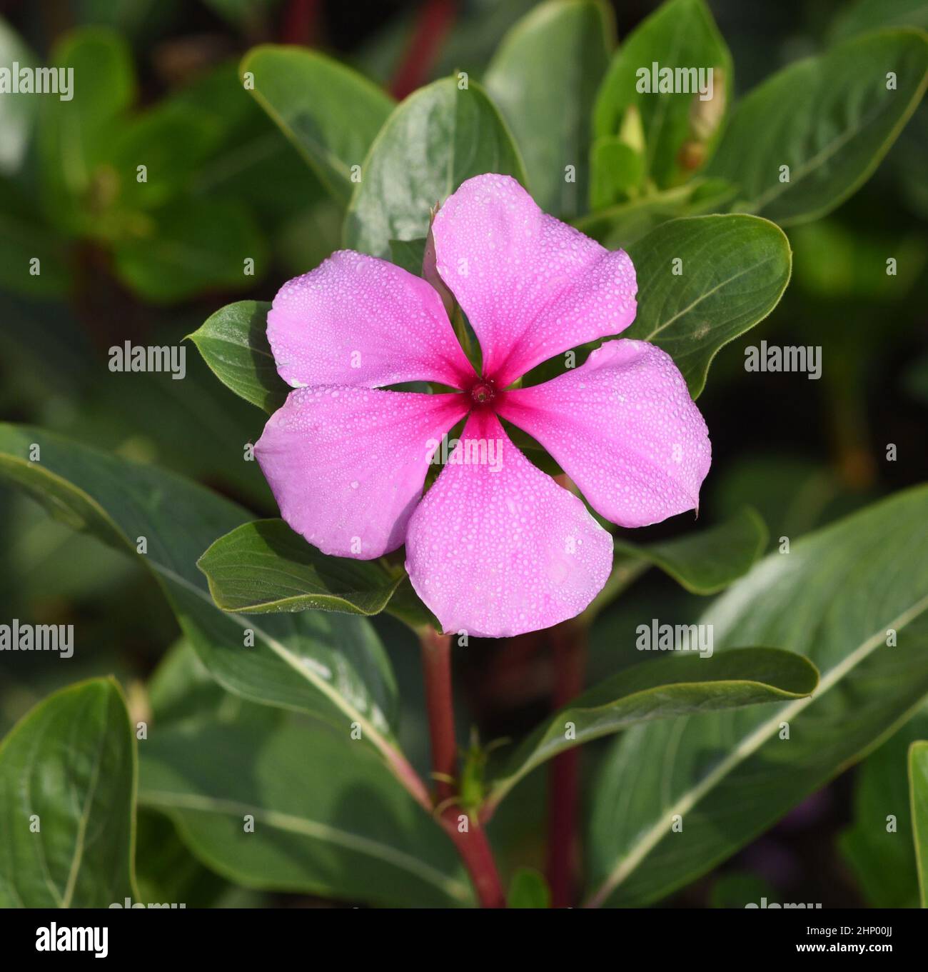 Madagascar evergreen, Cathranthus roseus, is an important medicinal plant with pink or white flowers and is used in medicine. Stock Photo