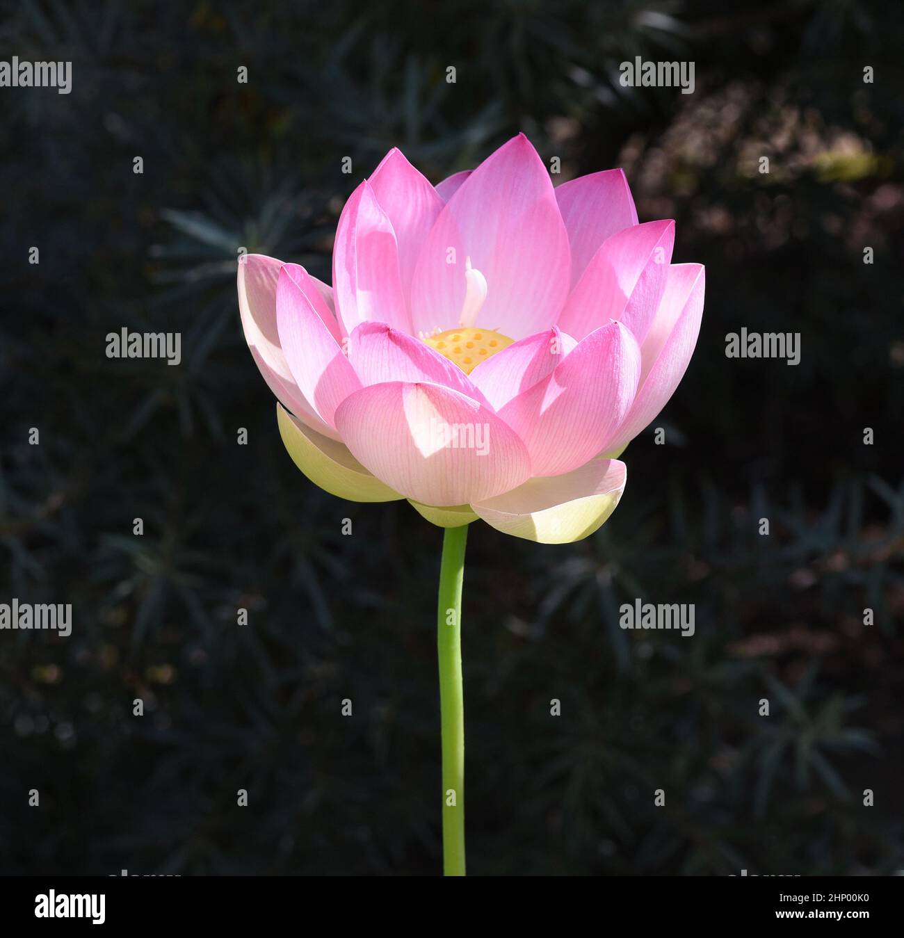 The lotus flower, Lotus nucifera, is a beautiful Indian water and