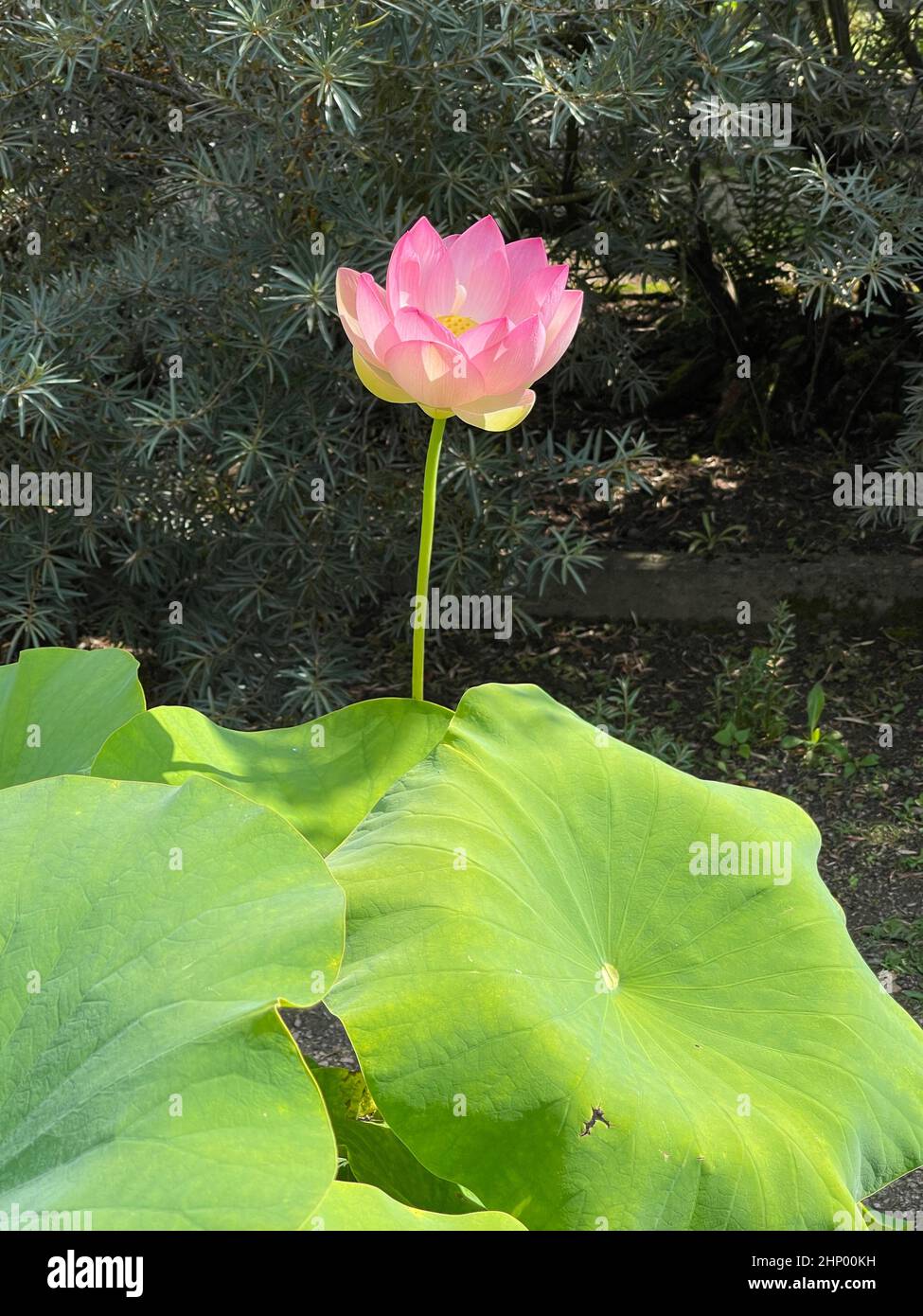 The lotus flower, Lotus nucifera, is a beautiful Indian water and