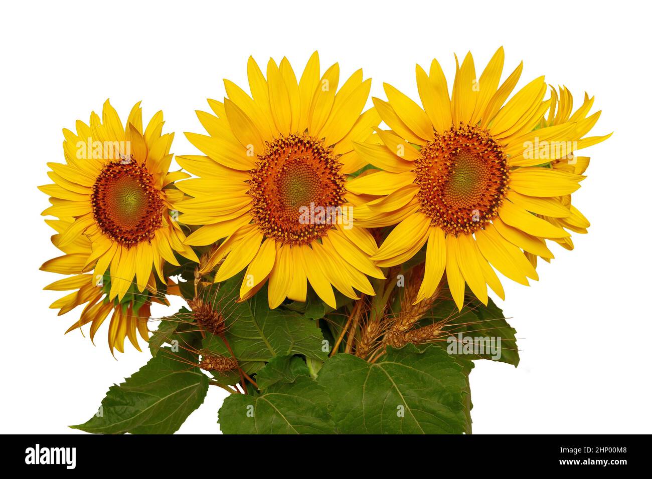 bouquet of sunflowers on a white background. isolated sunflowers Stock ...