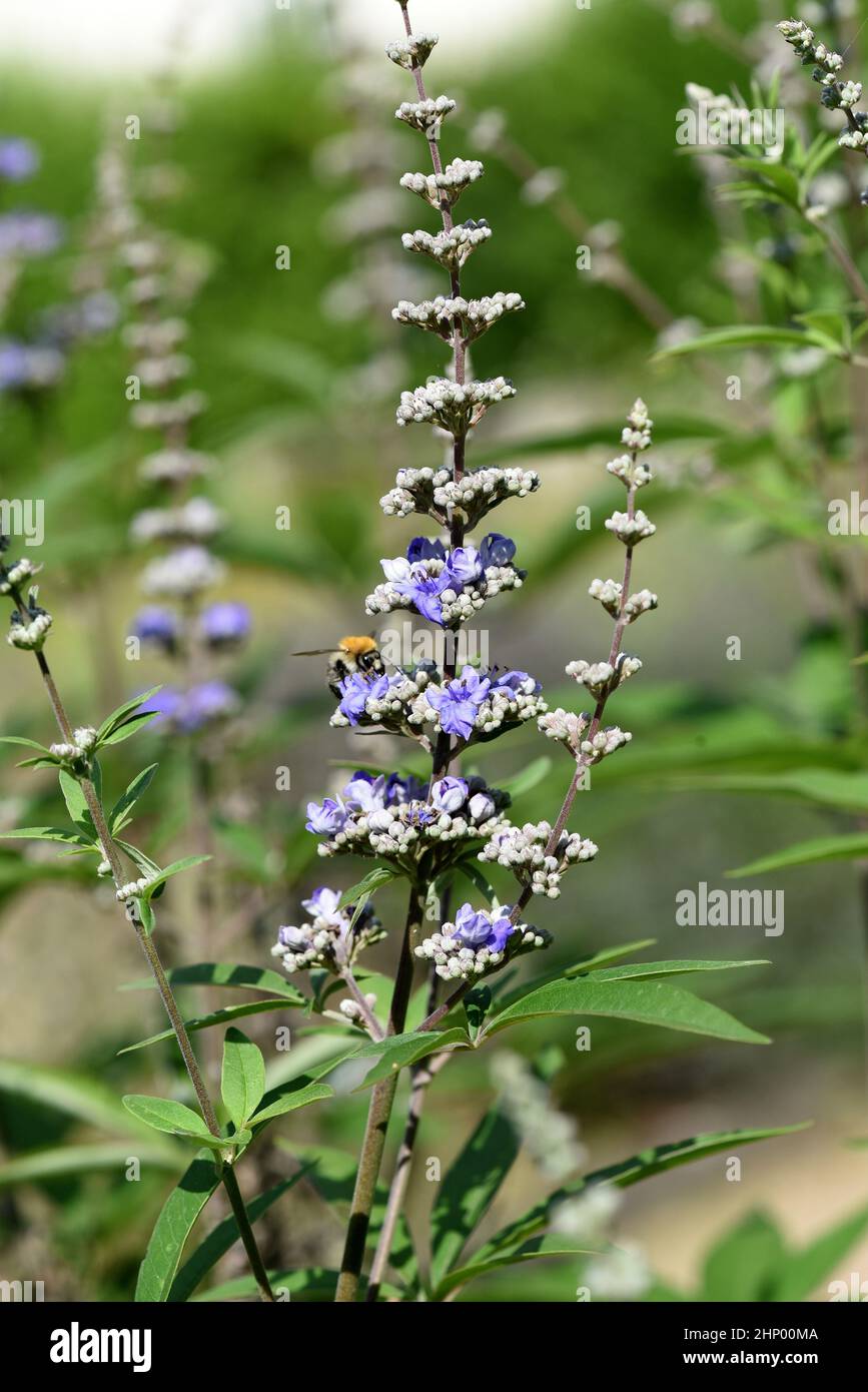 Vitex agnus is an important medicinal plant and is also used in medicine. Stock Photo