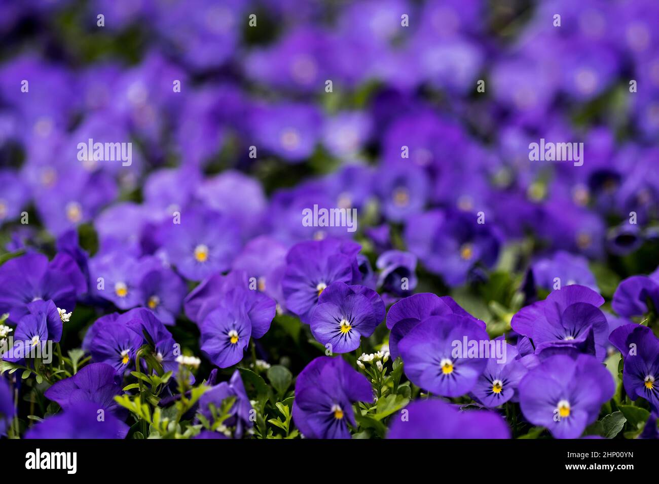 Pansy flowers, vivid spring colors background. Macro images of flower ...