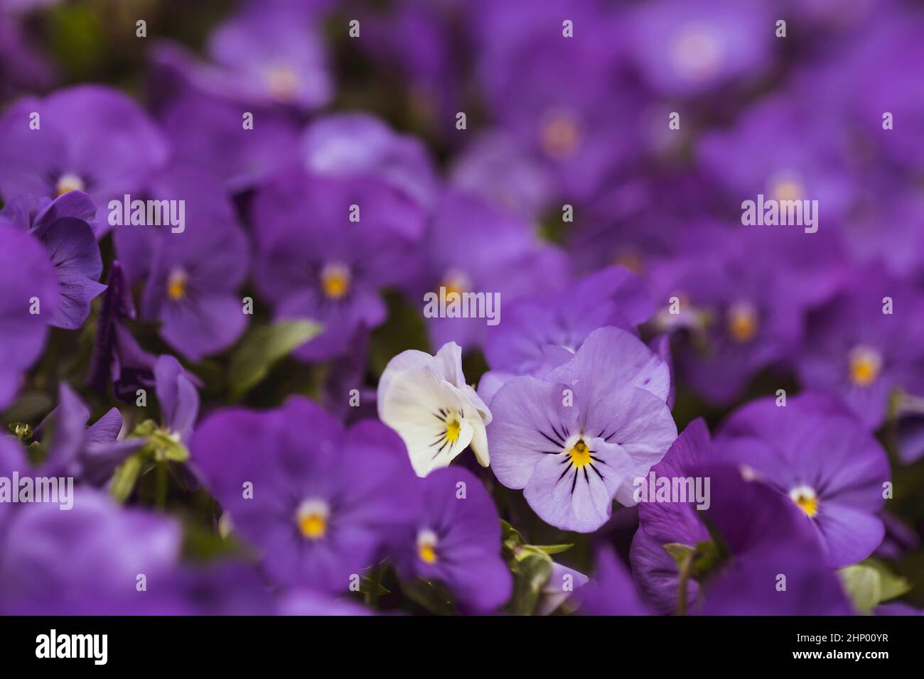 Pansy flowers, vivid spring colors background. Macro images of flower ...