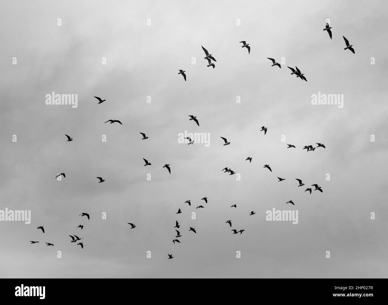 Flock of black and white birds hires stock photography and images Alamy