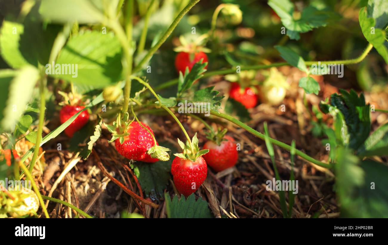 Under lit hi-res stock photography and images - Alamy