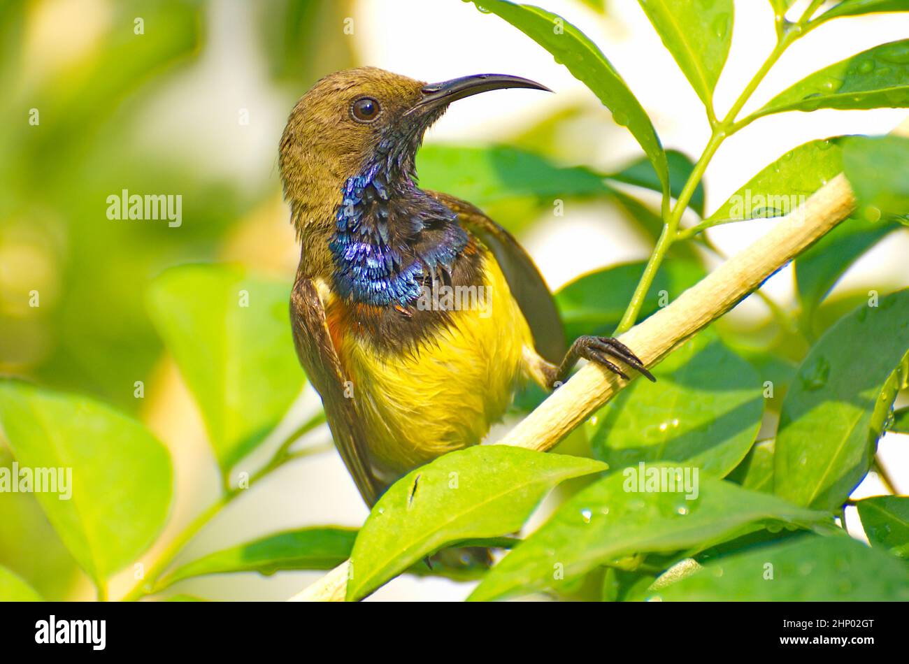 Shallow focus close-up of a colorful bird sitting on a twig Stock Photo ...