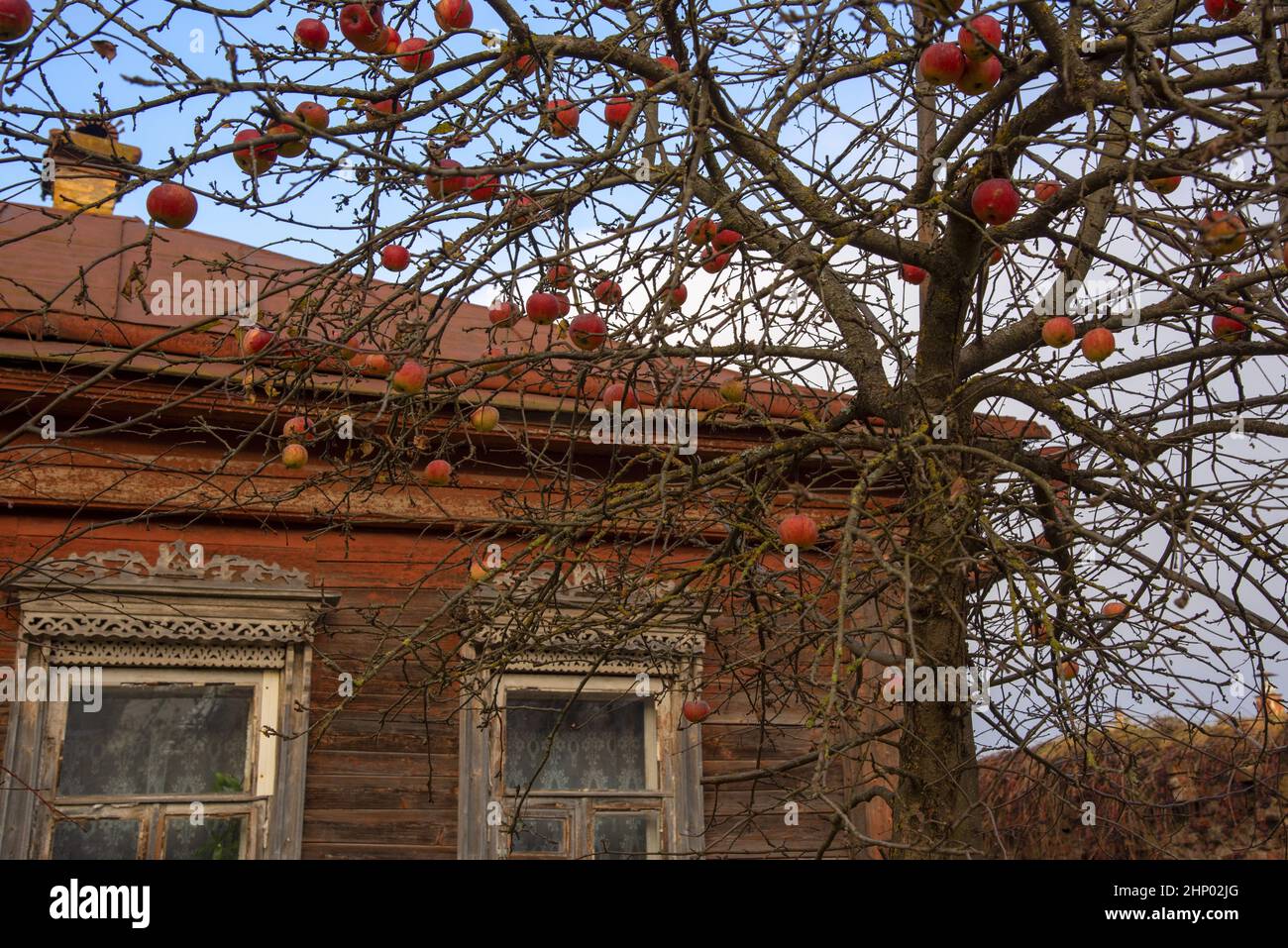 A fragment of an old rustic wooden house and branches of an apple tree ...