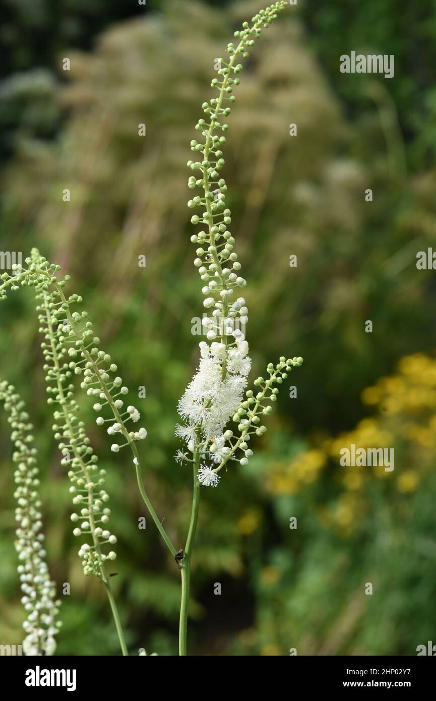 Black cohosh, Cimicifuga racemosa is an important medicinal and medicinal plant. Stock Photo