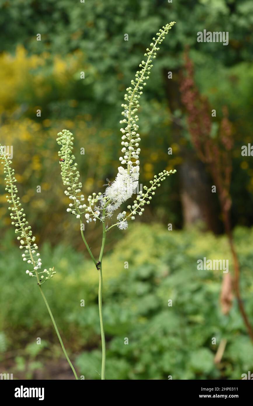 Black cohosh, Cimicifuga racemosa is an important medicinal and medicinal plant. Stock Photo