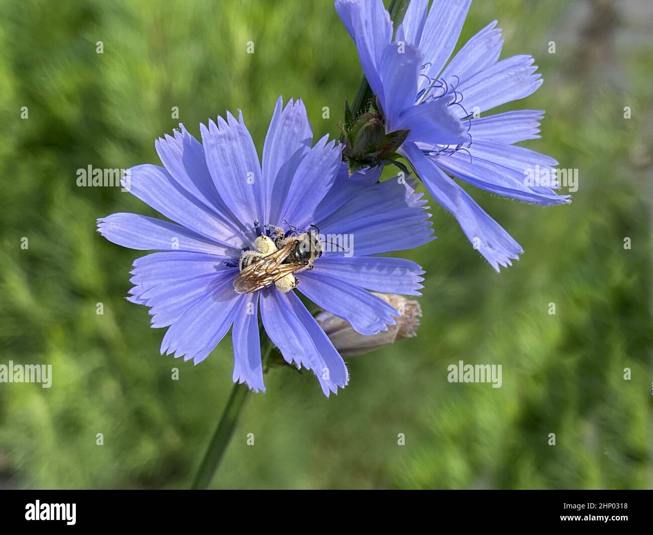 Chicory, Cichorium intybus, is a wild and medicinal plant with blue ...