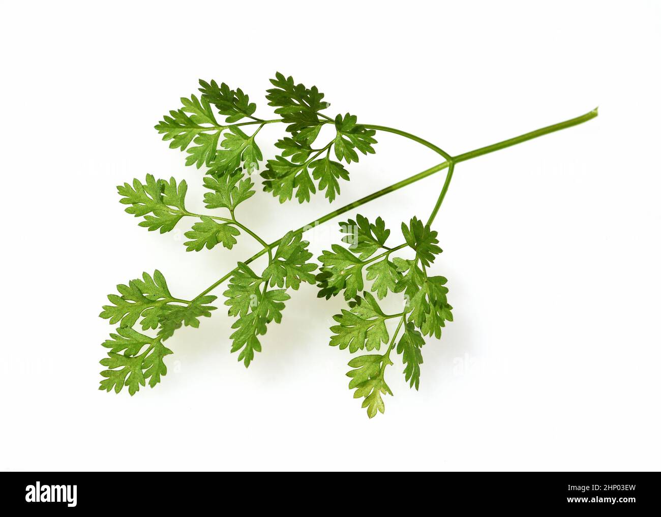 Chervil, Anthriscus cerefolium, is an important medicinal and medicinal