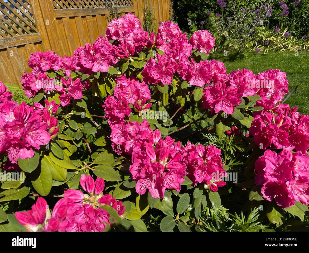 Rhododendron Germania is an evergreen dwarf wood that produces beautiful flowers in spring. Stock Photo
