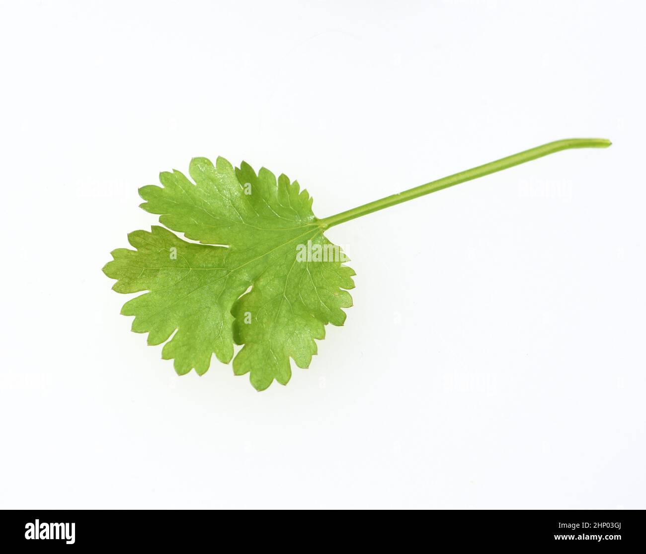Coriander, Coriandrum sativum, is an important medicinal and herb plant. Stock Photo