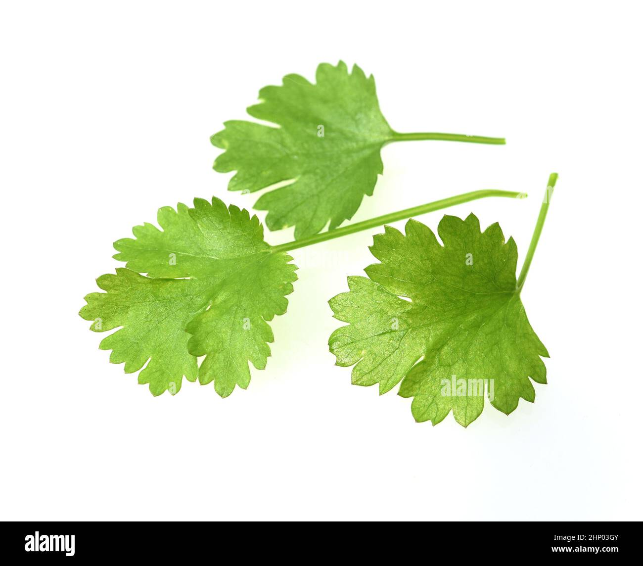 Coriander, Coriandrum sativum, is an important medicinal and herb plant. Stock Photo