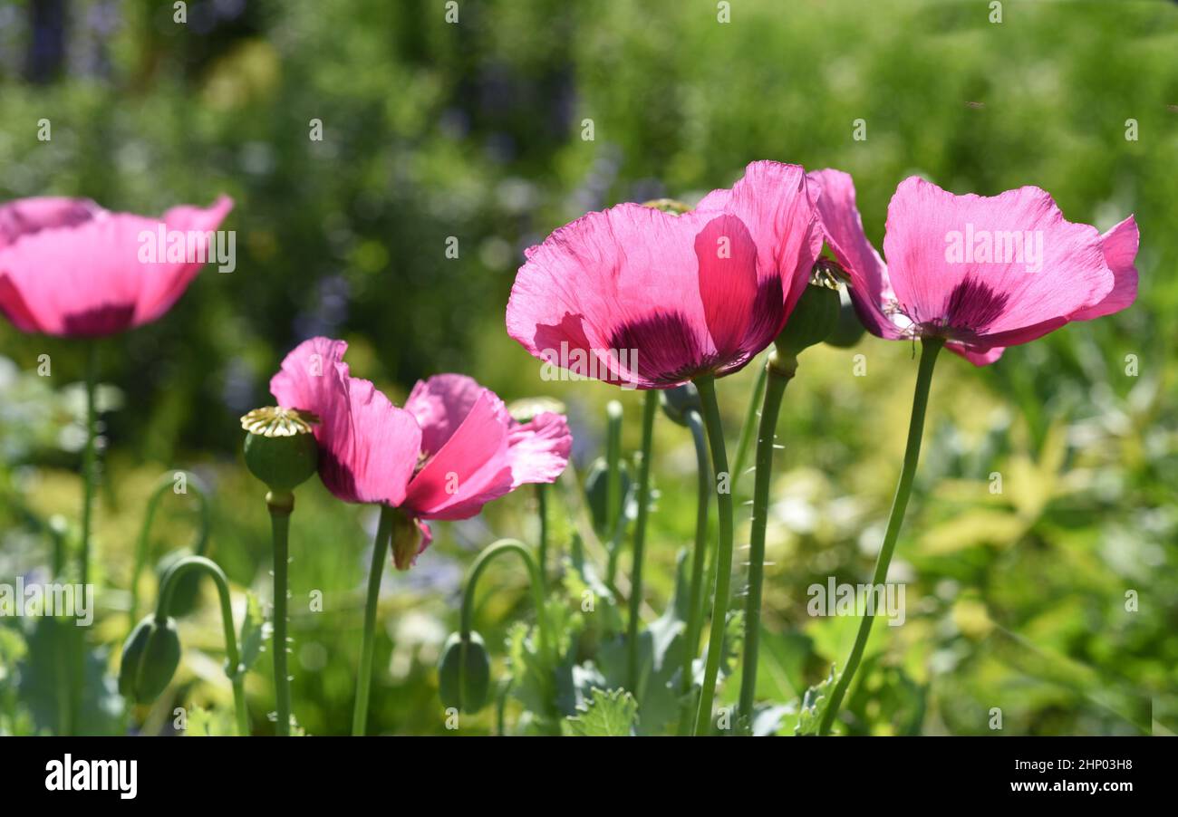 Opium poppy, Papaver somniferum is an intoxicant and a useful and medicinal plant. Stock Photo