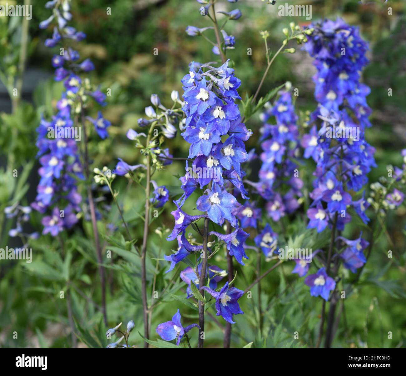 Larkspur, Delphinium elatum, is a beautiful perennial plant with blue ...