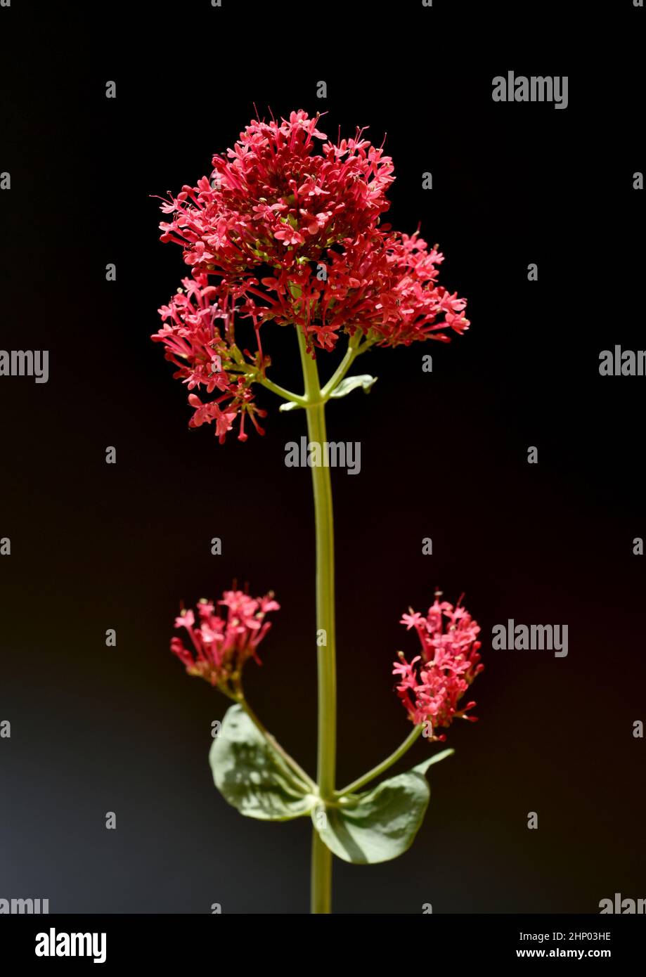 Spornflower, Centranthus ruber is an attractive and insect-loving flower. Stock Photo