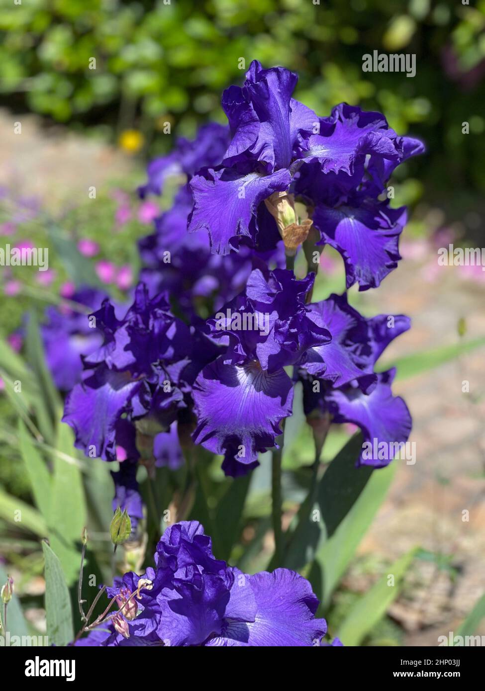 Iris blue rhythm hi-res stock photography and images - Alamy