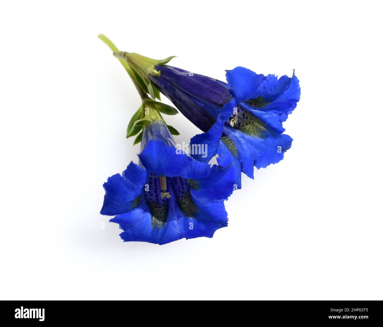 Gentian, Gentiana acaulis, the silicate gentian comes from the mountains of Central Europe. It is a deep blue flowering perennial that should not be m Stock Photo