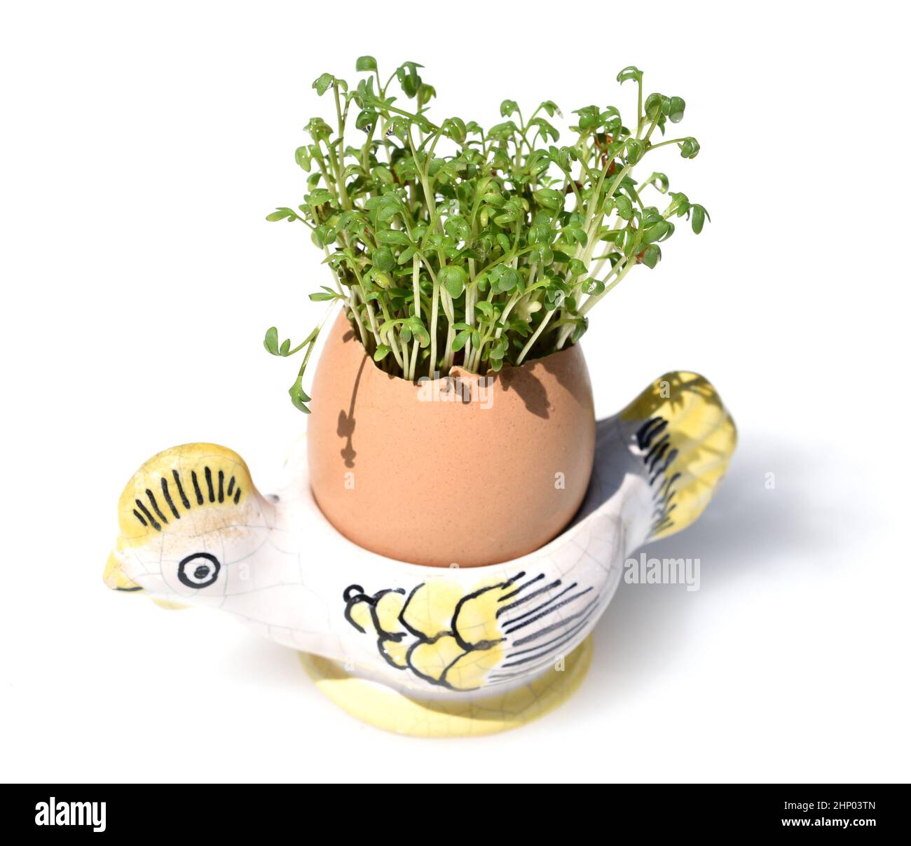 Cress, seedling, Lepidium sativum, is an important medicinal and ...