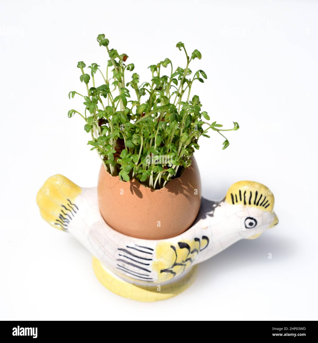 Cress, seedling, Lepidium sativum, is an important medicinal and ...