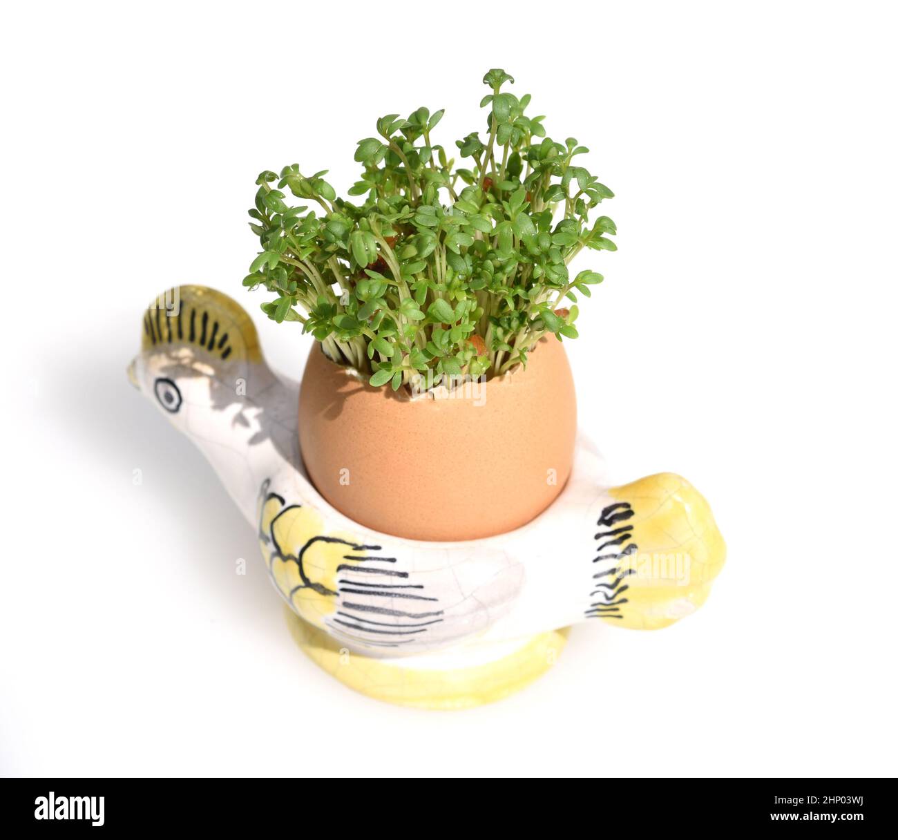 Cress, seedling, Lepidium sativum, is an important medicinal and ...