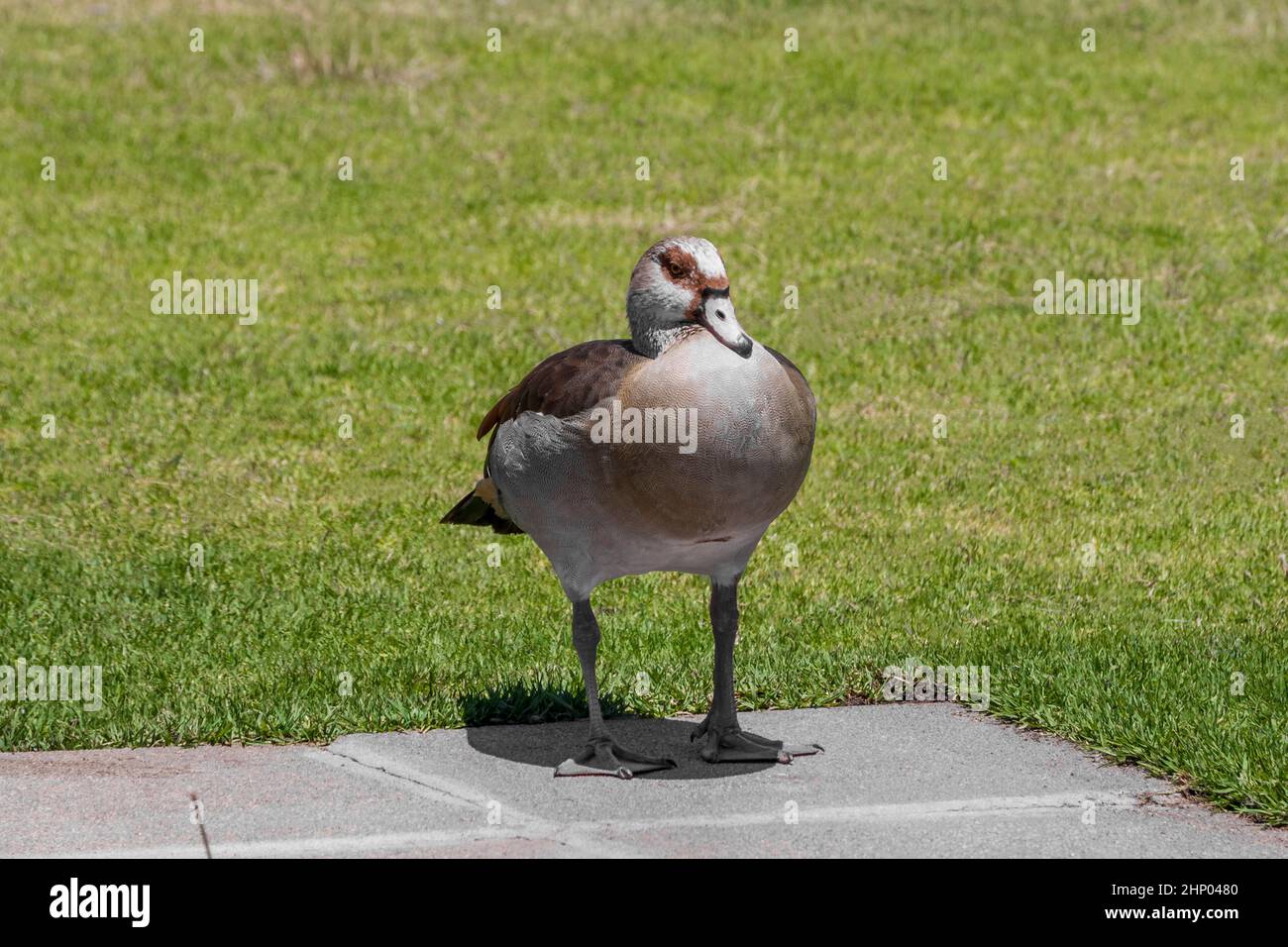 Brown white duck from Cape Town, South Africa. Background of green lawn, meadow with birds in the park. Stock Photo